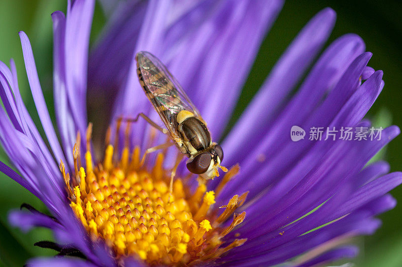 食蚜蝇(Sphaerophoria毗连)，簇状球尾蚜，紫菀(Symphyotrichum novae-angliae)。